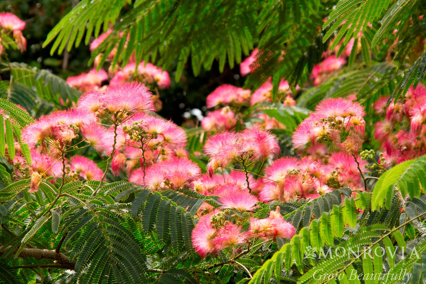 Albizia | Ombrella Mimosa - 5 Gallon