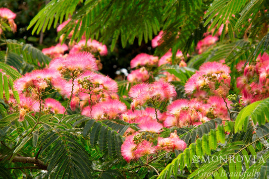 Albizia | Ombrella Mimosa - 5 Gallon