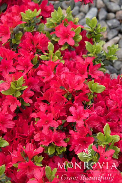 Rhododendron | Girard's Crimson Azalea
