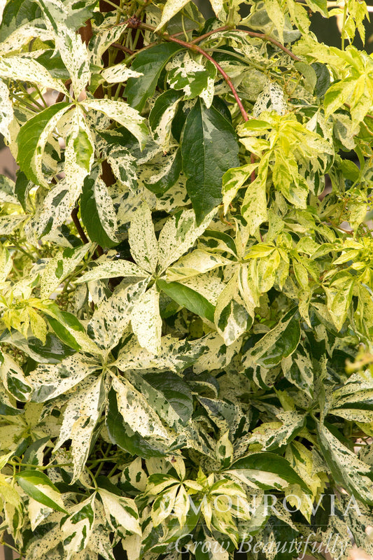 Parthenocissus | Star Showers Virginia Creeper - 1 Gallon