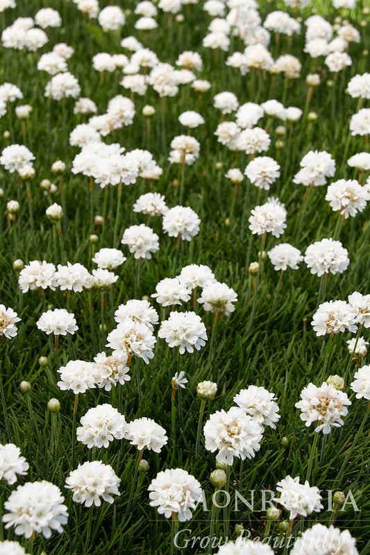 Armeria | Cottontail Sea Thrift
