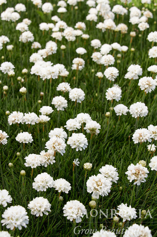 Armeria | Cottontail Sea Thrift - 1 Gallon