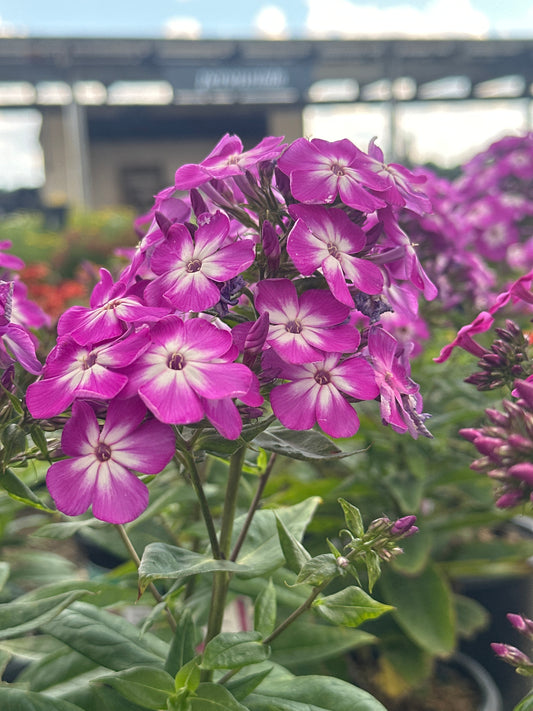 Phlox | Flame Garden Phlox | Pro Purple - 1 Gallon