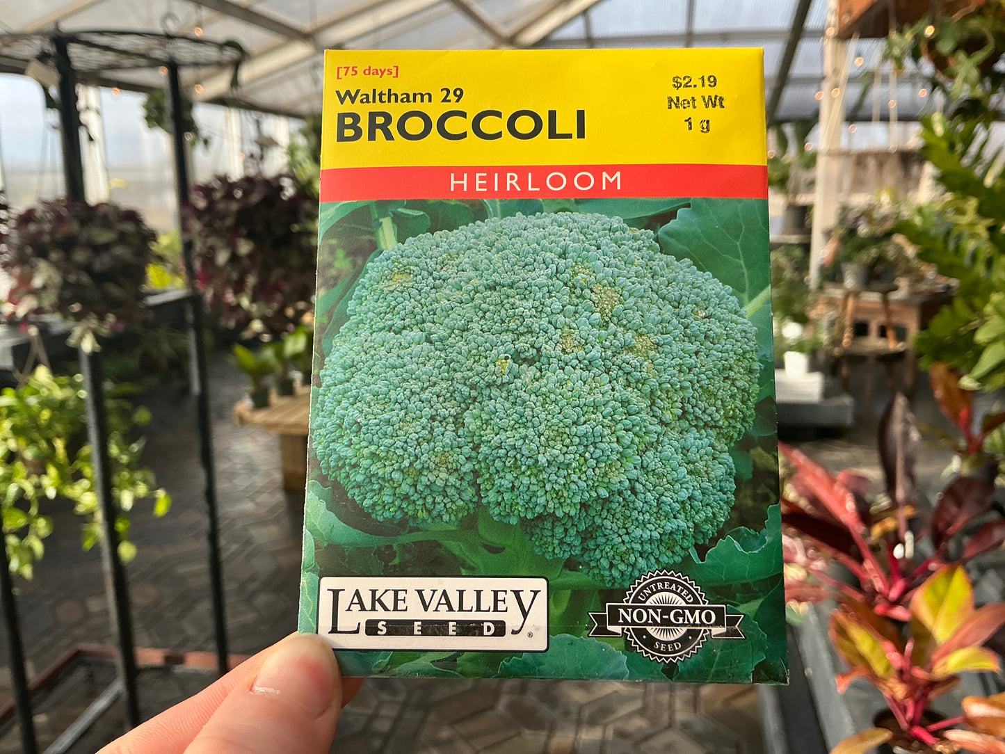Brassica | Broccoli Seed