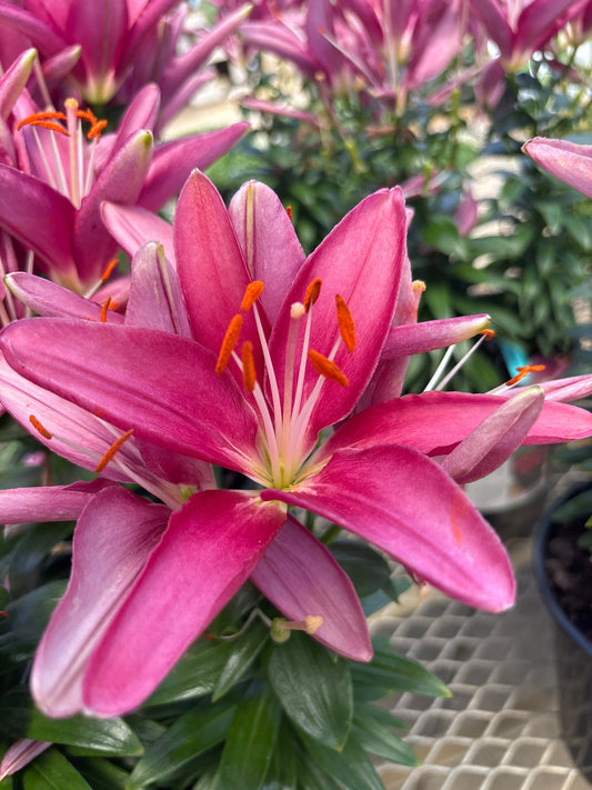 Lilium | Lily Looks Asiatic Lily | Tiny Pearl - 1 Gallon