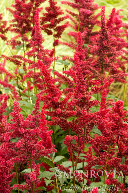 Astilbe | Fanal Hybrid Astilbe