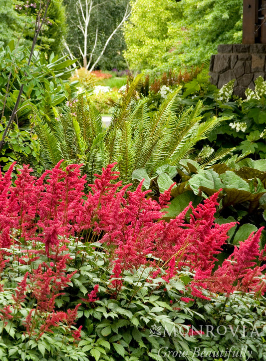 Astilbe | Fanal Hybrid Astilbe - 1 Gallon
