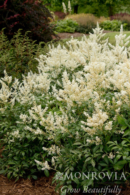 Astilbe | Deutschland Hybrid Astilbe - 1 Gallon
