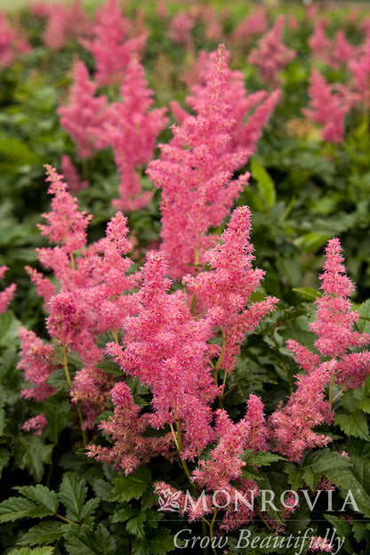 Astilbe | Rheinland Hybrid Astilbe