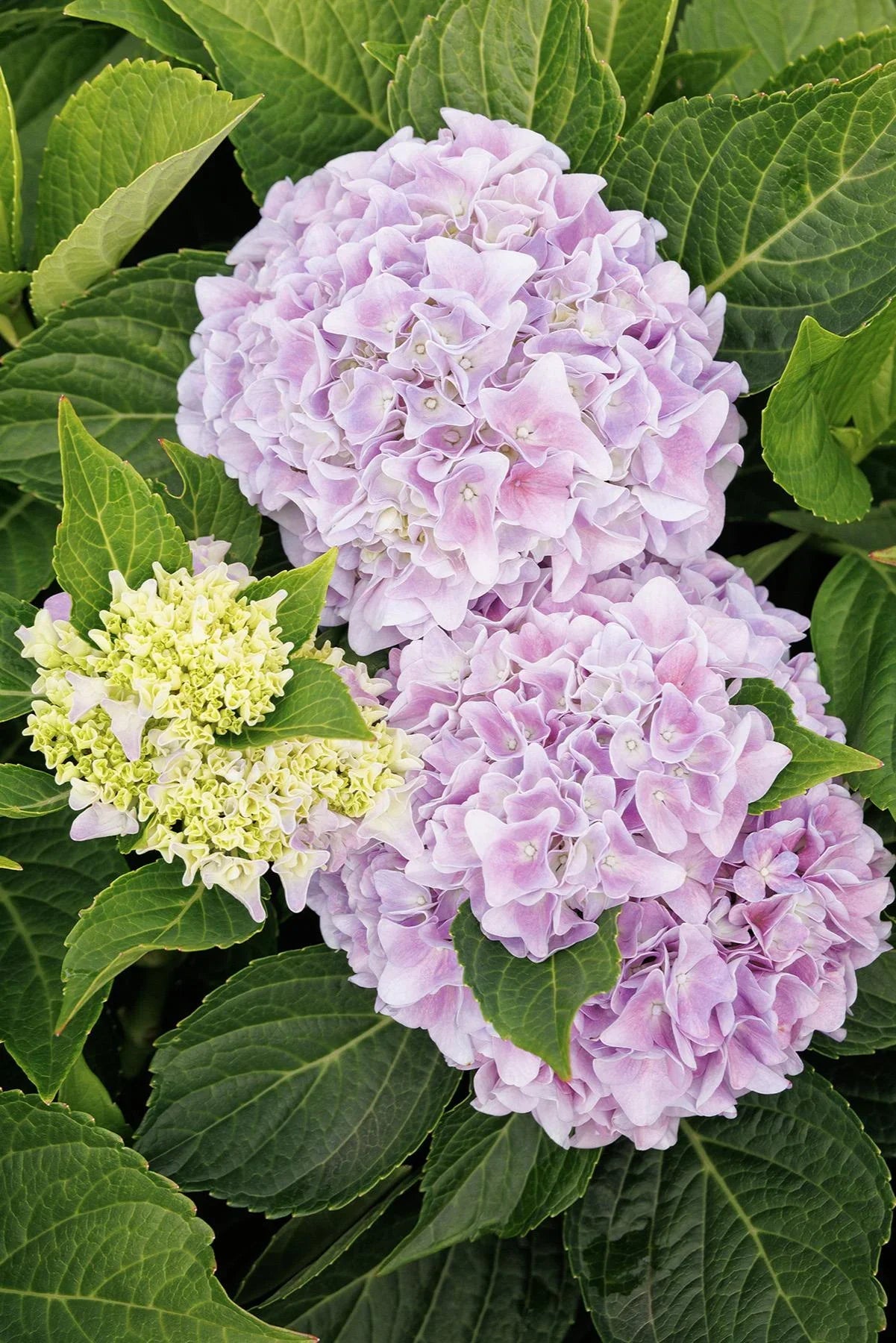 Hydrangea | Kitty Hawk Bigleaf Hydrangea - 2 Gallon