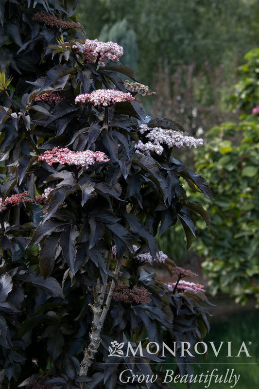 Sambucus | Black Tower Elderberry - 2 Gallon