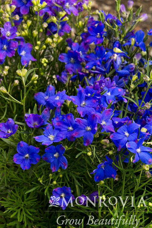 Delphinium | Blue Mirror Larkspur - 1 Gallon