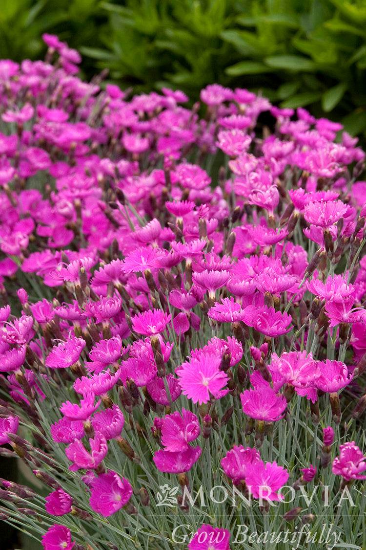 Dianthus | Firewitch Dianthus