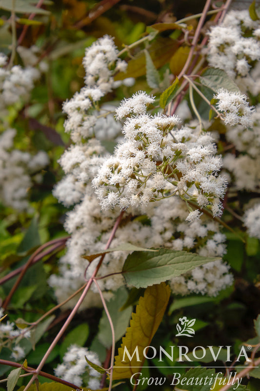 Eupatorium | Chocolate Joe Pye Weed