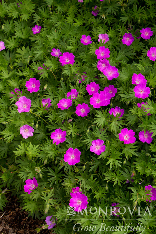 Geranium | Max Frei Cranesbill