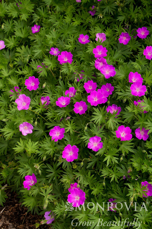 Geranium | Max Frei Cranesbill - 1 Gallon