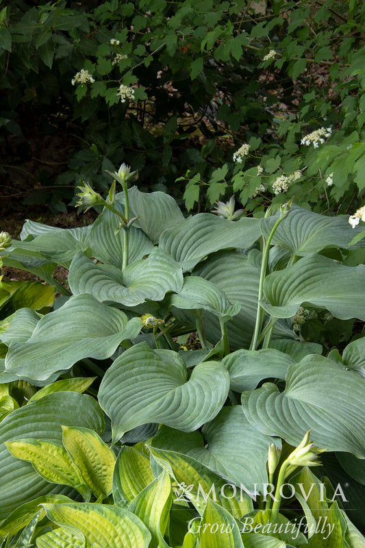 Hosta | Blue Angel Hosta