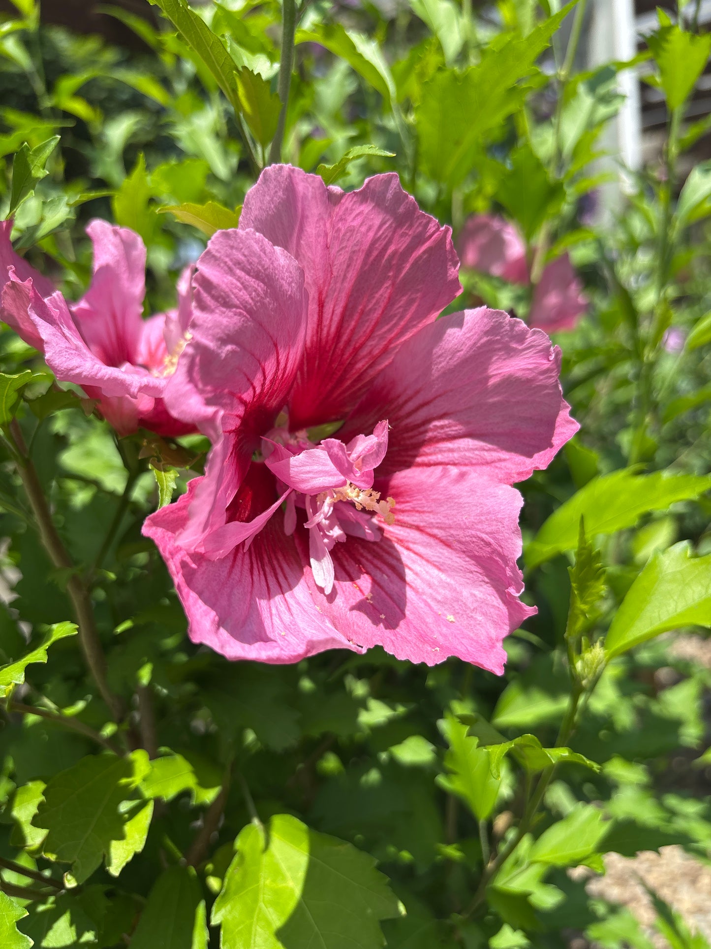 Hibiscus | Red Pillar Rose of Sharon