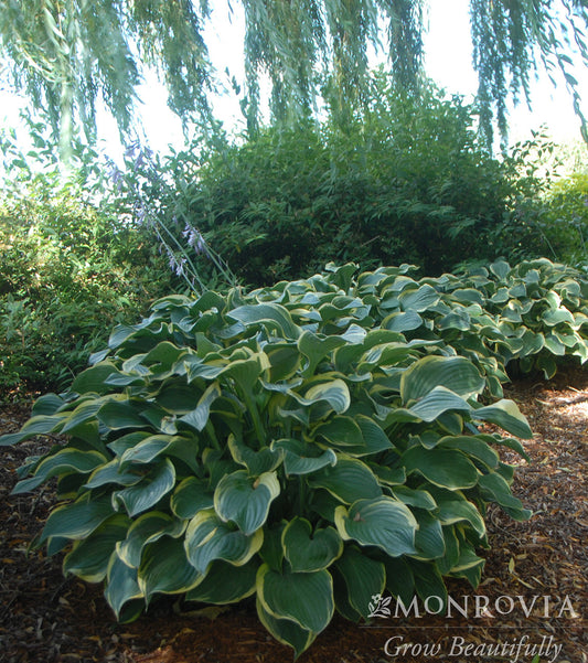Hosta | Regal Splendor Hosta - 1 Gallon