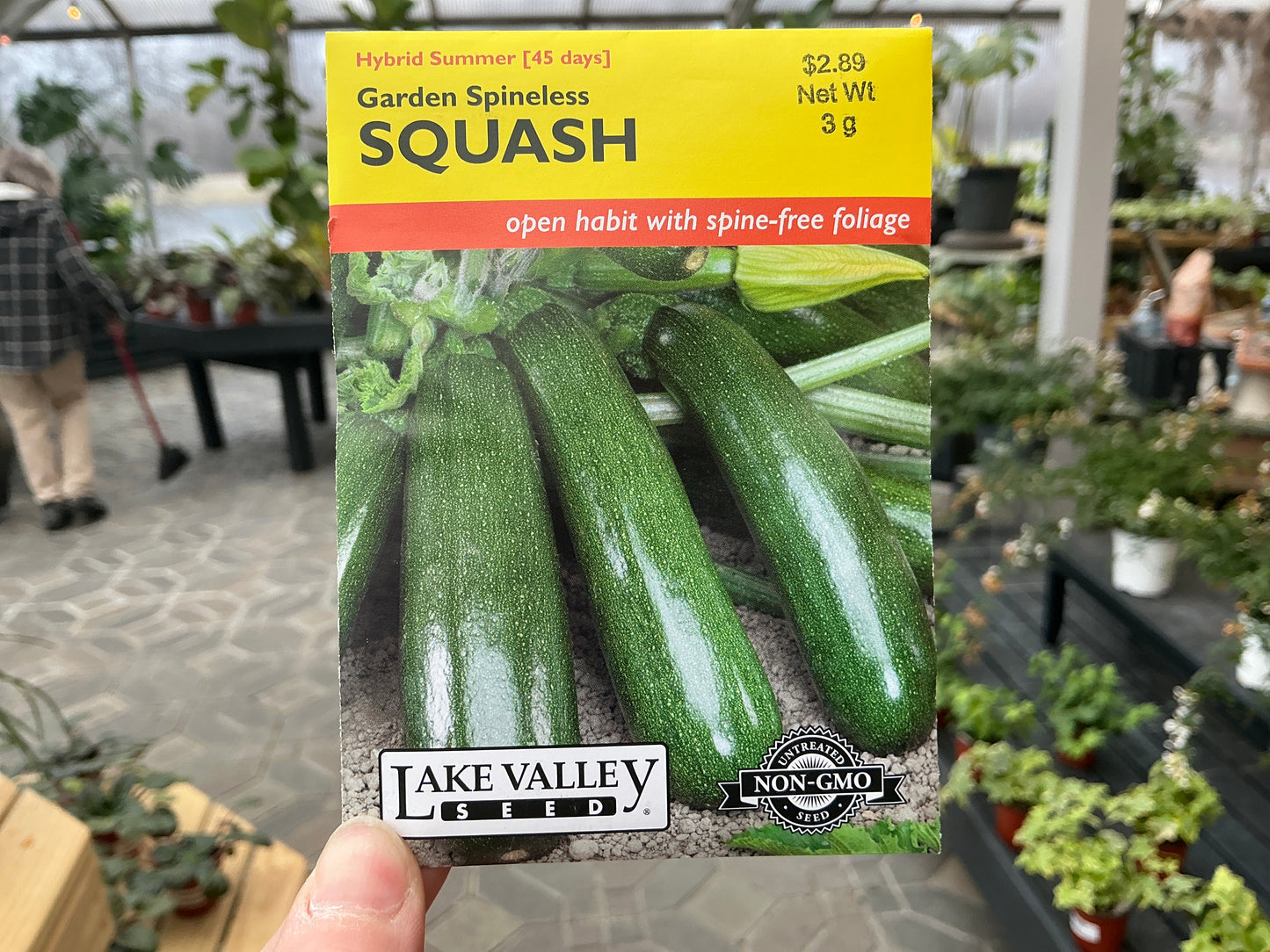 Cucurbita | Summer - Squash Seed