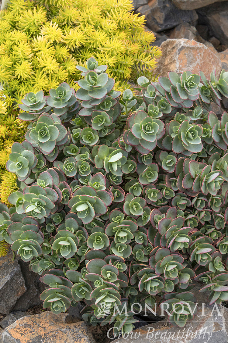 Sedum | SunSparkler Stonecrop | Lime Zinger - 1 Gallon