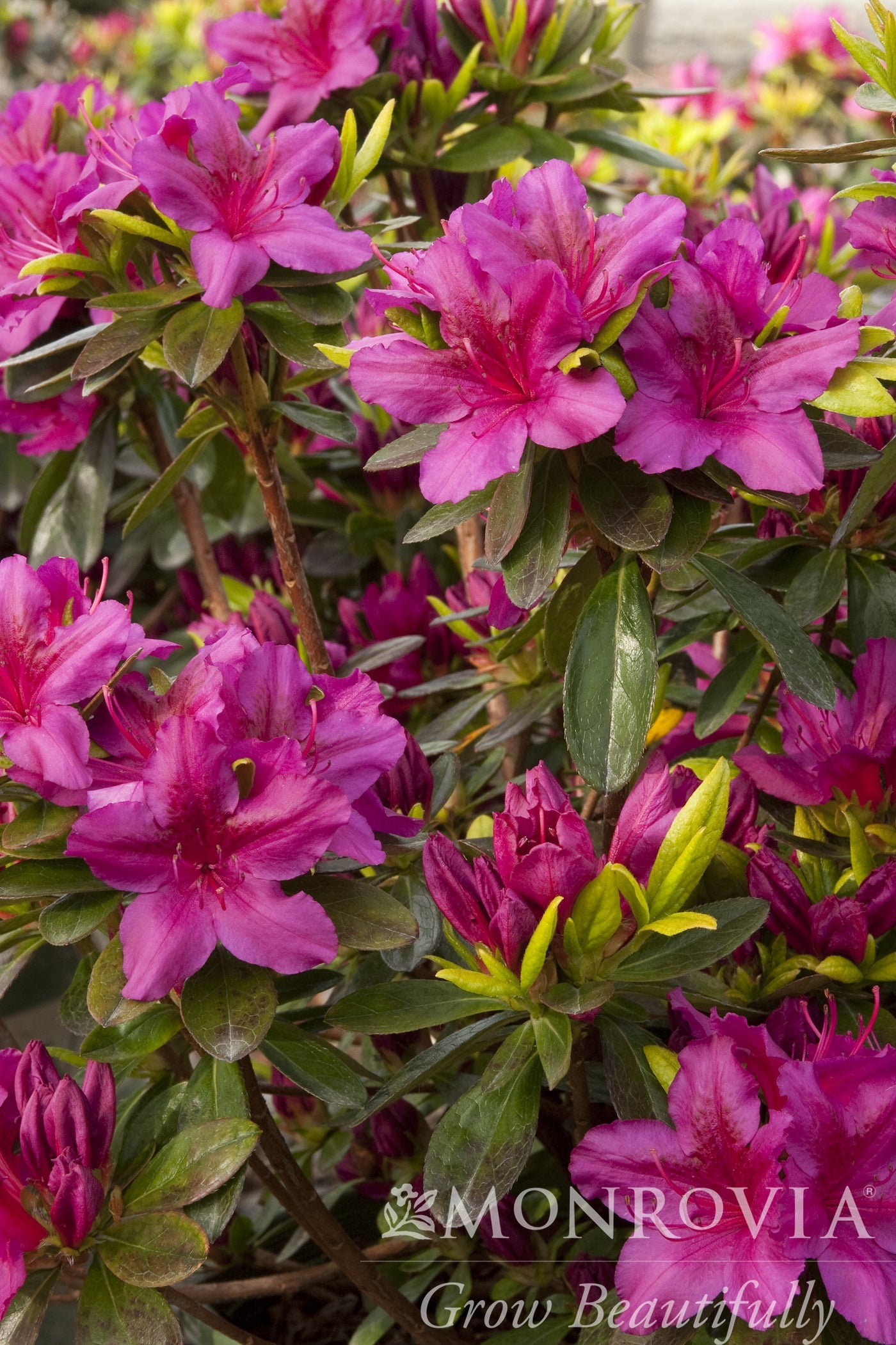 Rhododendron | Girard's Fuchsia Azalea - 1 Gallon