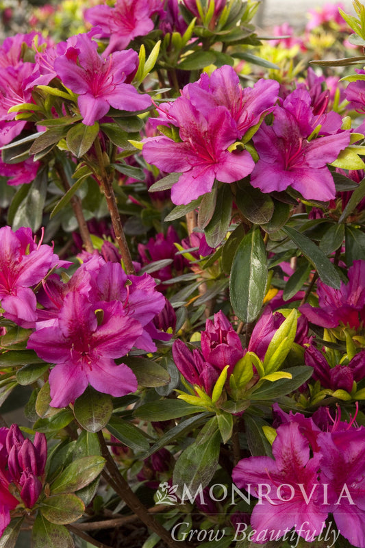Rhododendron | Girard's Fuchsia Azalea - 1 Gallon