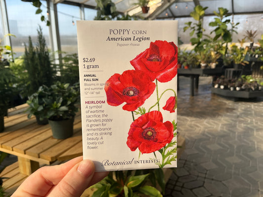 Papaver | Corn - Poppy Seed