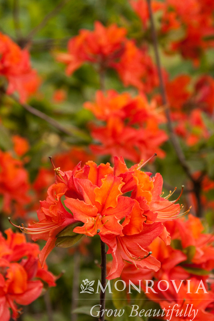 Rhododendron | Mandarin Lights Azalea - 2 Gallon