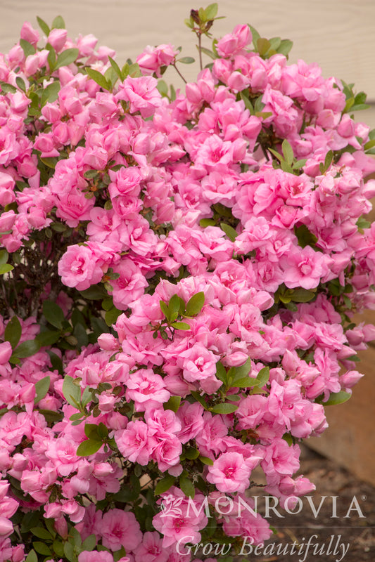 Rhododendron | Rosebud Azalea