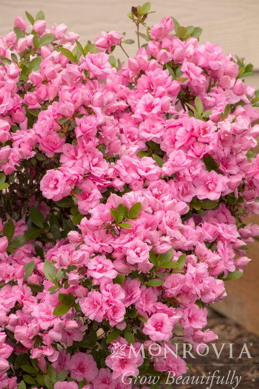 Rhododendron | Rosebud Azalea - 1 Gallon