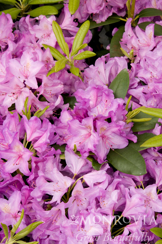 Rhododendron | Boursault Rhododendron