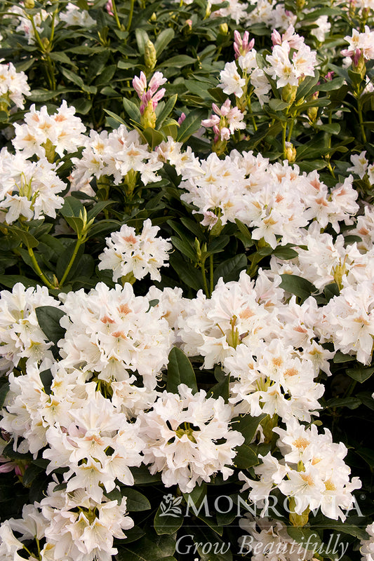 Rhododendron | Cunningham's White Rhododendron