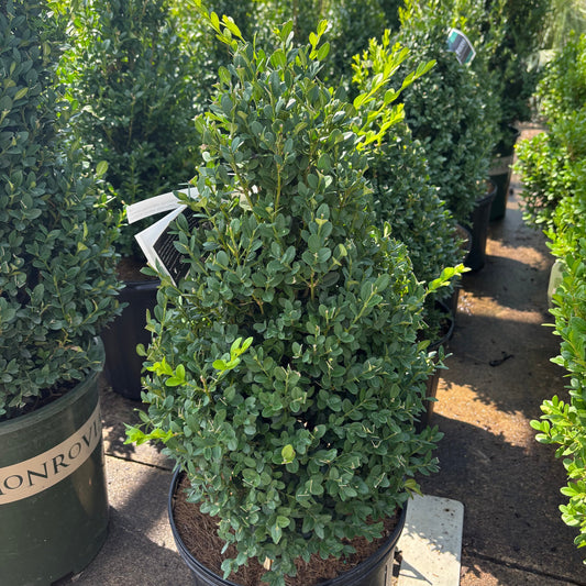 Buxus | Green Mountain Boxwood | H-Cone - 5 Gallon
