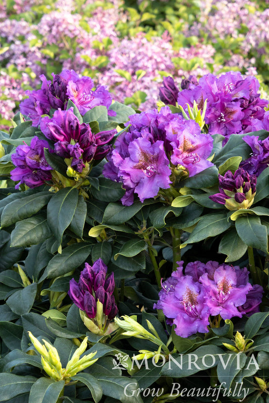 Rhododendron | Lee's Dark Purple Rhododendron - 2 Gallon
