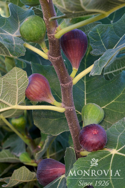 Ficus | Chicago Hardy Fig - 5 Gallon
