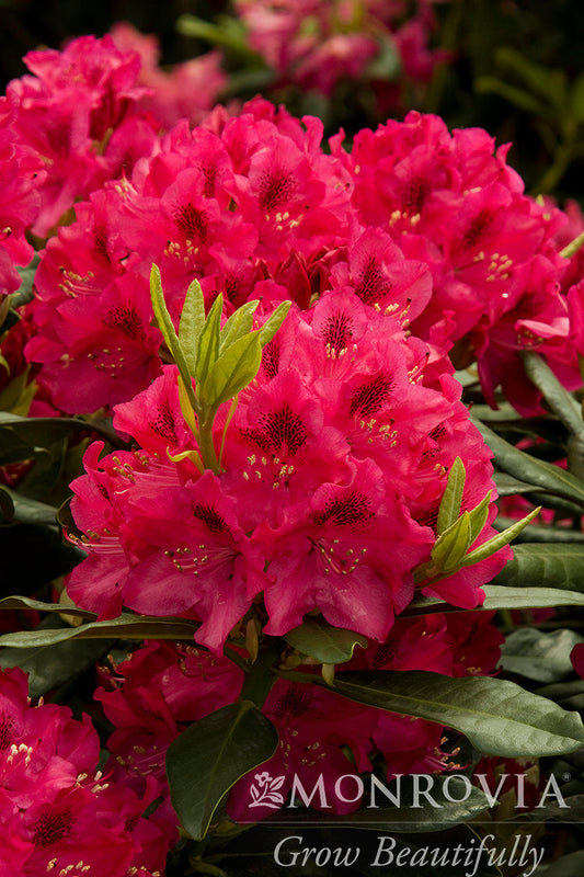 Rhododendron | Nova Zembla Rhododendron - 2 Gallon