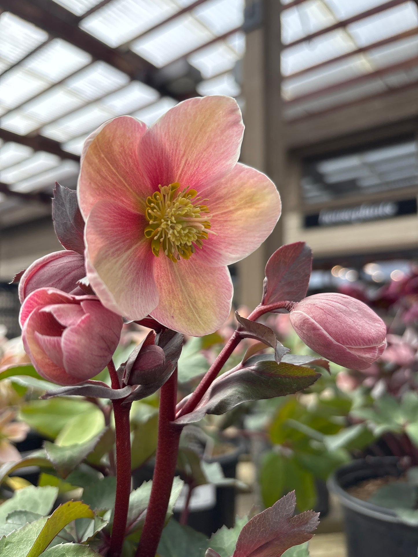 Helleborus | Pink Frost Lenten Rose - 1 Gallon
