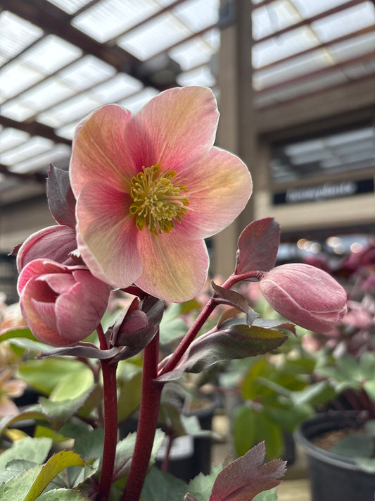 Helleborus | Pink Frost Lenten Rose - 1 Gallon