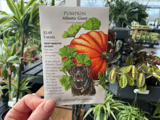 Cucurbita | Pumpkin Seed