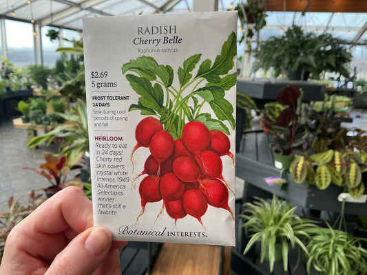 Raphanus | Radish Seed