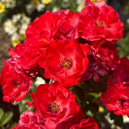 Rosa | Drift Rose | Coral - 3 Gallon