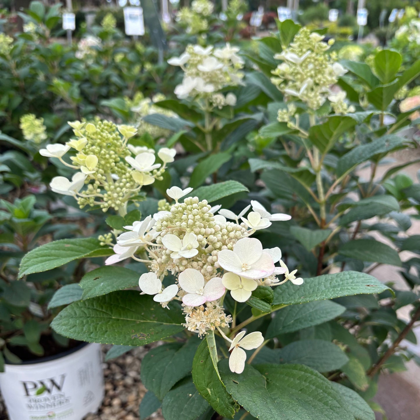 Hydrangea | Little Quick Fire Panicle Hydrangea - 3 Gallon