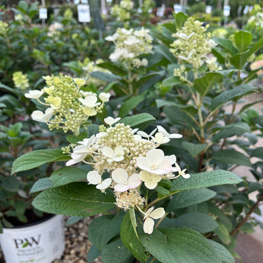Hydrangea | Little Quick Fire Panicle Hydrangea - 3 Gallon