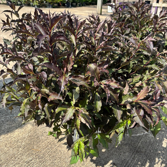 Weigela | Spilled Wine Weigela - 3 Gallon