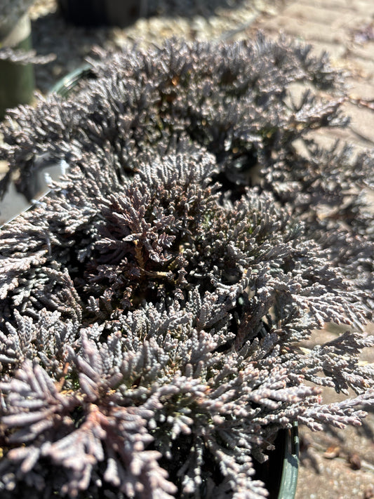 Juniperus | Icee Blue Juniper - 1 Gallon
