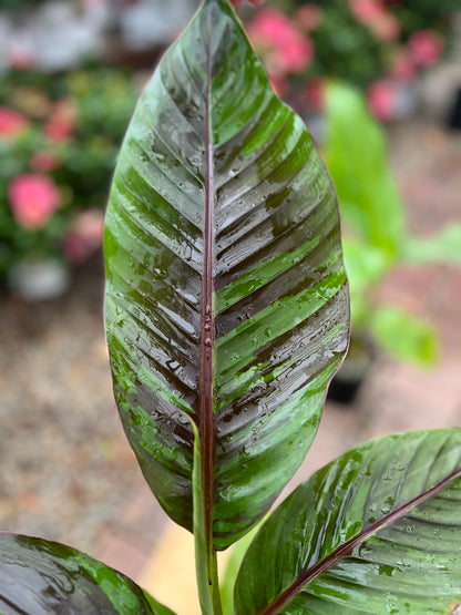 Banana | Ever Red - 1 Gallon