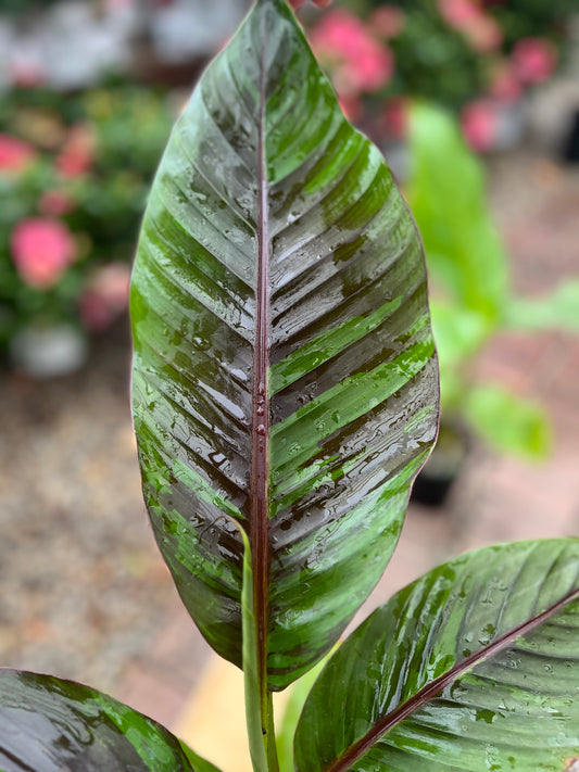 Banana | Ever Red - 1 Gallon