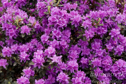 Rhododendron | Ramapo Rhododendron - 2 Gallon