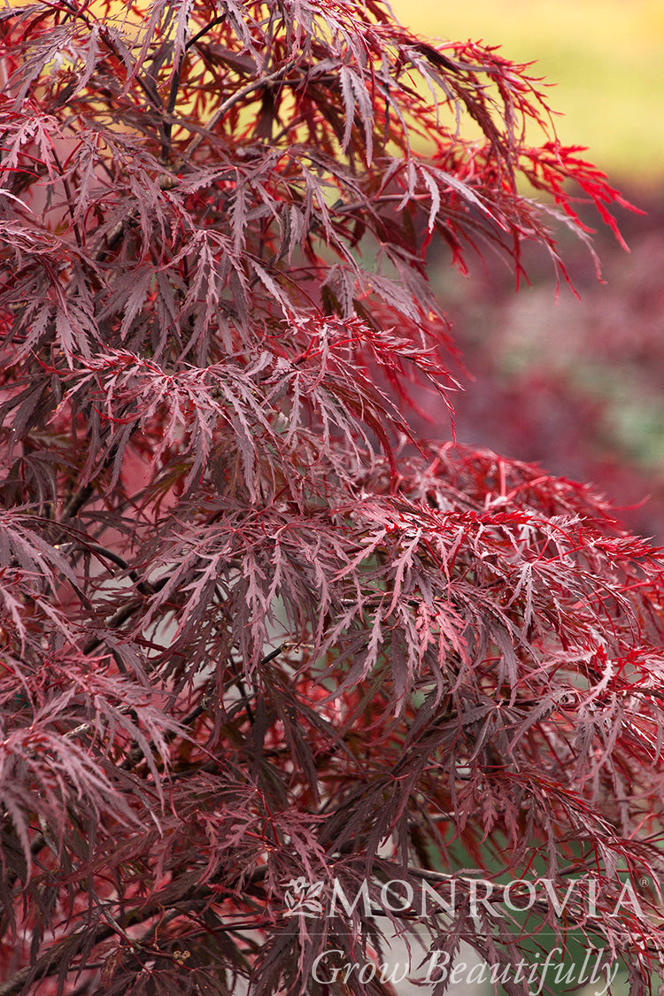 Acer | Red Dragon Japanese Maple | Low Branched - 3 Gallon
